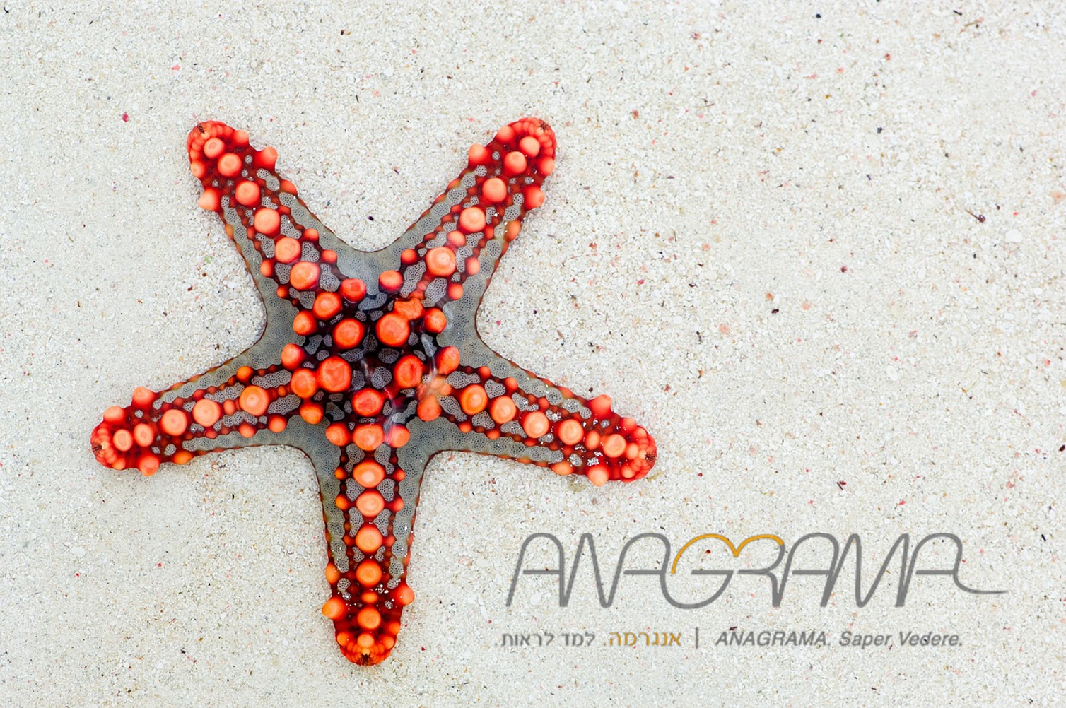 אנגרמה אונליין